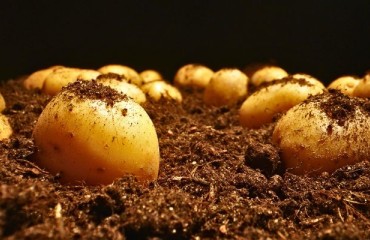 Europe: Potato Planting Conditions Are Starting to Improve