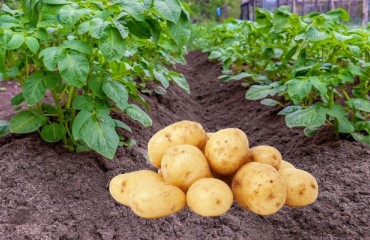 Europe: ‘Potato Plantings Are Now Well Advanced’