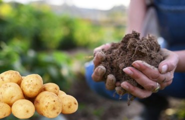 McCain Has Partnered with Farmers and Banks to Transform the Way Potatoes are Grown