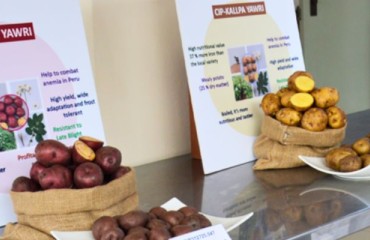 Puka Yawri and Kallpa Yawr - Two Bio-fortified Spuds With Increased Iron and Zinc Contents