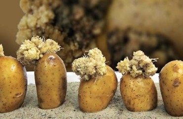 Canada Consults on National Potato Wart Response Plan
