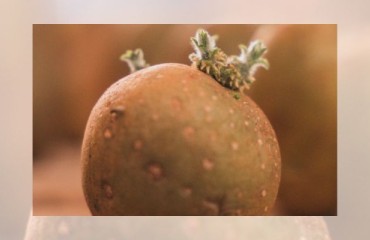 TAP5 Registered Its First Potato Breed Called HCIP210