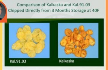 The 'Secrets' Behind Kal91.3 Potato Variety: Less Off-color Browning and Caramelization