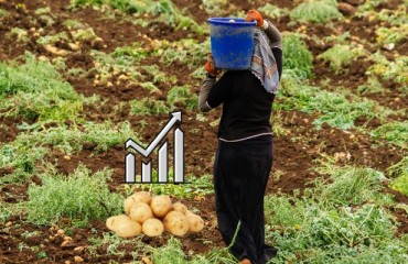Kurdistan Region to Produce Over 650,000 Tons of Potatoes This Year