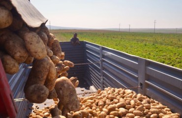 Why Ensuring a Resilient and Traceable Potato Supply Chain is Good Business