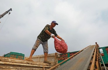 Optimal Potato Sea Freight Shipping Conditions at a Glance