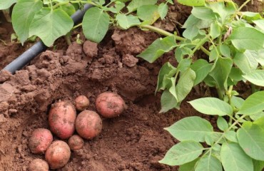 Potato Irrigation: Computing the Available Water Individually for Each Layer of a Soil Profile