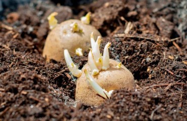 The European Potato Plantings ‘Still Going On’ Across Europe