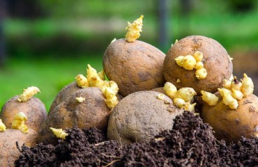 Potato Plantings Are ‘Mostly Complete’ Across Europe