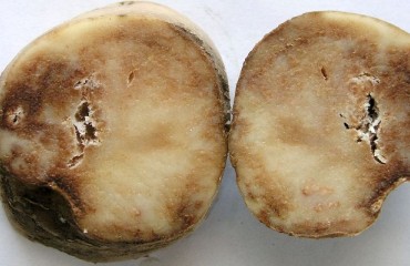 Faced With the Re-emergence of Late Blight The European Potato Production is at Risk