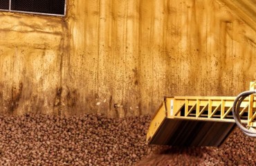 Variables Influencing the Stored Potatoes’ Health and Quality