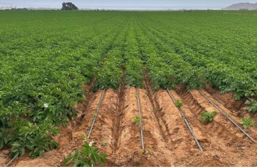 Netafim: Significant Environmental Benefits of Using Drip Irrigation for Potato Cultivation