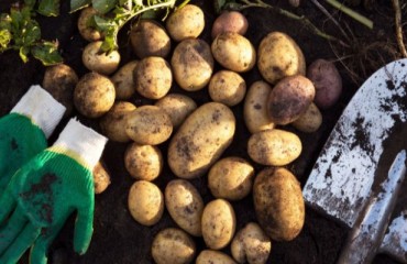 Further Delays for the Belgium and The Netherlands Fresh Potato Crop
