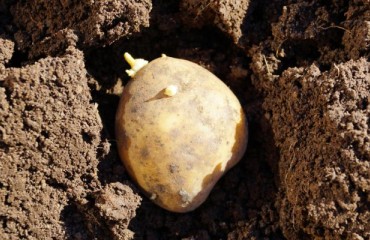 European Potato Plantings Increased Despite High Costs and Shortages of Seed