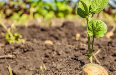 Europe: Very Late and Difficult Potato Planting Conditions Are Causing Concern
