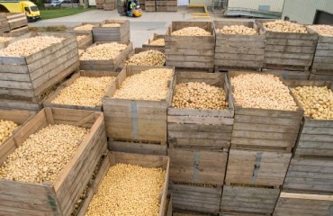 Kazakh Suppliers Sold Potatoes Abroad Worth USD31.7m