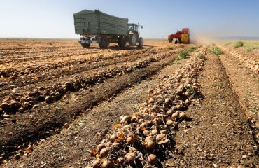New Zealand 2023-2024 Potato Production Season in Recovery After Freefall