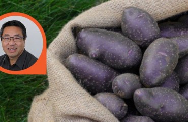 Purple Potatoes’ ‘Tremendous Potential’ to Become a Functional Food