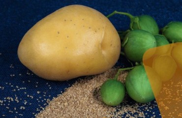 Solynta’s Hybrid True Potato Seed Varieties Approved for Commercial Release in Kenya