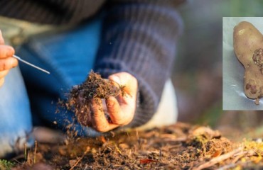 USDA: Canada Consults on Potato Wart Viability Confirmation and Field Classification