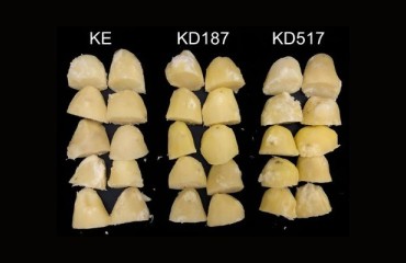 Modifying the Genome to Redefine Potato Crop Resilience