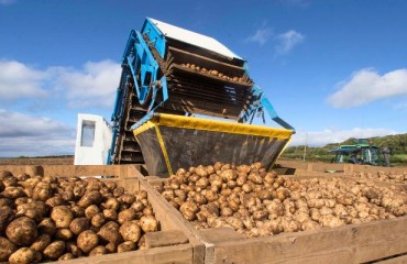 The Irish Retail Potato Demand and Consumption Are Improving