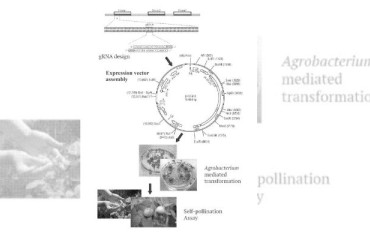 Potato Team Lead by David Douches Awarded New Patent
