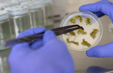PoLoPo Adds Potato Protein (Patatin) to Product Lineup