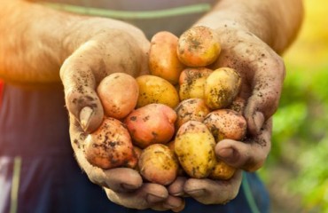 The Irish Potato Consumption and Retail Demand Remains Quite Strong
