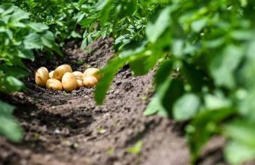 Europe: Later Planted Potato Crops Still Have a Lot of Catching Up To Do