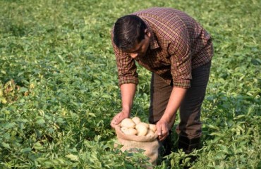 India to Allow Imports Due to Lesser Production and Continued High Prices for Potatoes