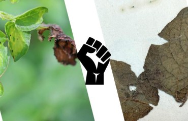 DNA Sequencing Technology to Understand the Phytophthora infestans vs. Potato Battle
