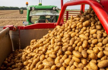 The US Advocates for Japan's Access to Fresh Potatoes