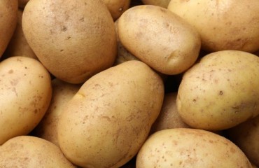 EU 2020-2023: 27.9m Tonnes Potato Production Decline