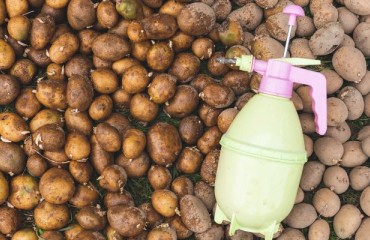CIPC Residues in Belgian Potato Storages Continue to Decrease Steadily Every Year