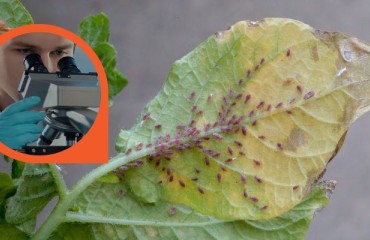Scotland: Controlling Aphid Numbers and Combat Viral Infection Levels in Seed Potato Crops