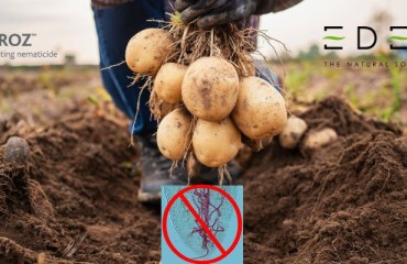 Greece: Cedroz Bionematicide Has Received Temporary Approval for Use on Potatoes