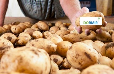 France: Dormir Potato Sprout Suppressant’s Withholding Period Reduced to Three Days