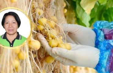 Filipino Scientists Developed Hydroponics and Aeroponics Pest-resistant Potato Planting Materials
