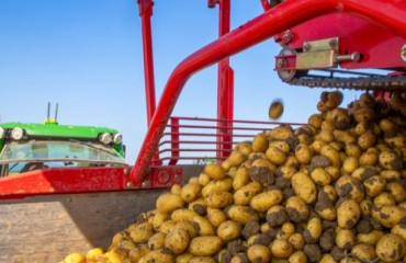Ireland: Earlier Planted Potato Maincrop Continues to be Harvested