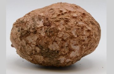 USD240,000 to Study Streptomycetes Species Responsible for Common Scab Disease in Potatoes