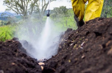 Belgium: Exemptions for Fungicide Use Against Phytophthora Infestans in Potatoes