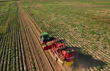 The 2024 Manitoba Potato Harvest is Between 15-20% Complete As of September 20th