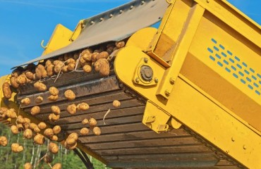 European Potato Growers to Face Reduced Yields Compared to 2023
