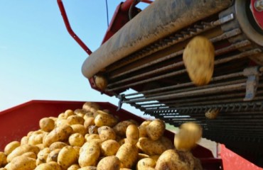 IFA: 2024 Belgium Potato Production ‘Still Behind Last Year’