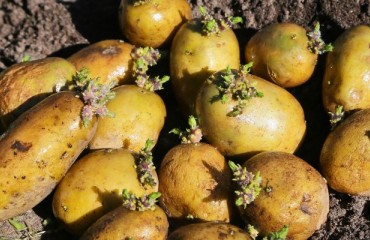 The Potato Seed Production in Europe Will be Sufficient for the 2025 Season