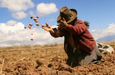 Unlocking the Potential of the South American Potato Processing Industry