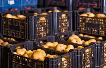 July 2023 – June 2024: U.S. Potato Exports Reach Record Value
