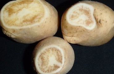 U.S. Researchers Found More Lso Bacterium Haplotypes in Oregon Potato Crops