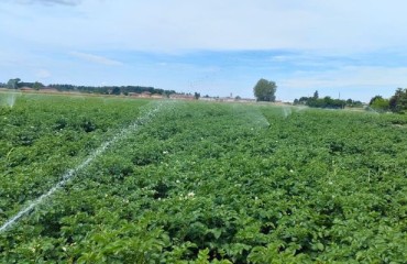 P.A.T.A.T.A.: A Three-year Research Project Focused on Irrigation and the Fight Against Wireworms